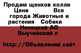 Продам щенков колли › Цена ­ 15 000 - Все города Животные и растения » Собаки   . Ненецкий АО,Выучейский п.